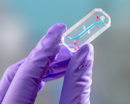 Replica of organ on a chip