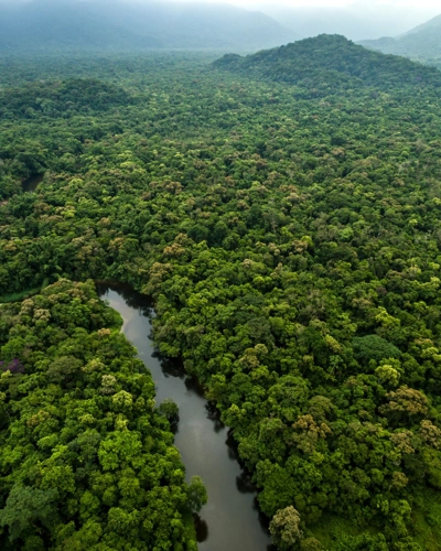 Forest sky view image